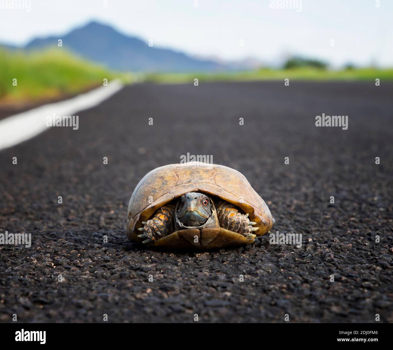 Männliche verzierte oder Wüstenkastenschildkröte sitzt auf der Straße in Arizona Wüste niedrigen Winkel Nahaufnahme Bild. Stockfoto