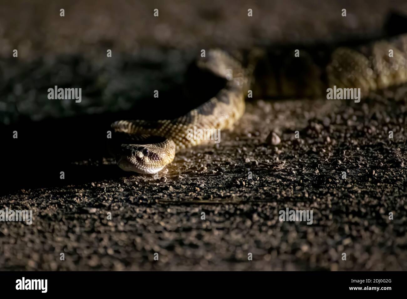 Black tailed Klapperschlange kriechen in Richtung Kamera auf Feldweg in niedrigen Winkel Nacht Nahaufnahme in Arizona aufgenommen. Stockfoto