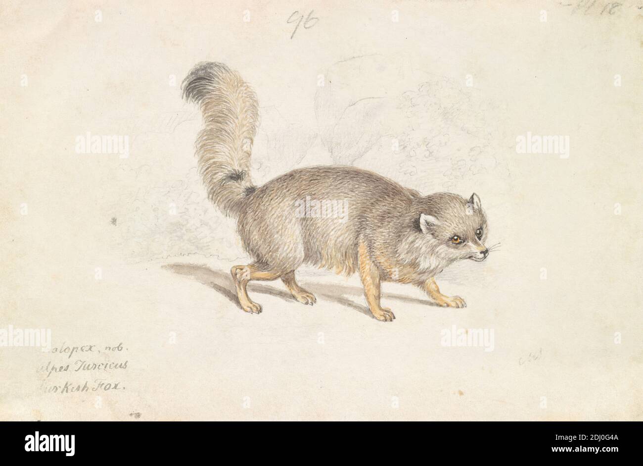 Türkisch Dog-Fox, Charles Hamilton Smith, 1776–1859, Belgier, ca. 1837, Aquarell, Feder und braune Tinte, graue Tinte und Graphit auf mäßig dickem, glattem, weißem, webtem Papier, Blatt: 4 13/16 × 7 1/4 Zoll (12.2 × 18.4 cm), Tierkunst Stockfoto