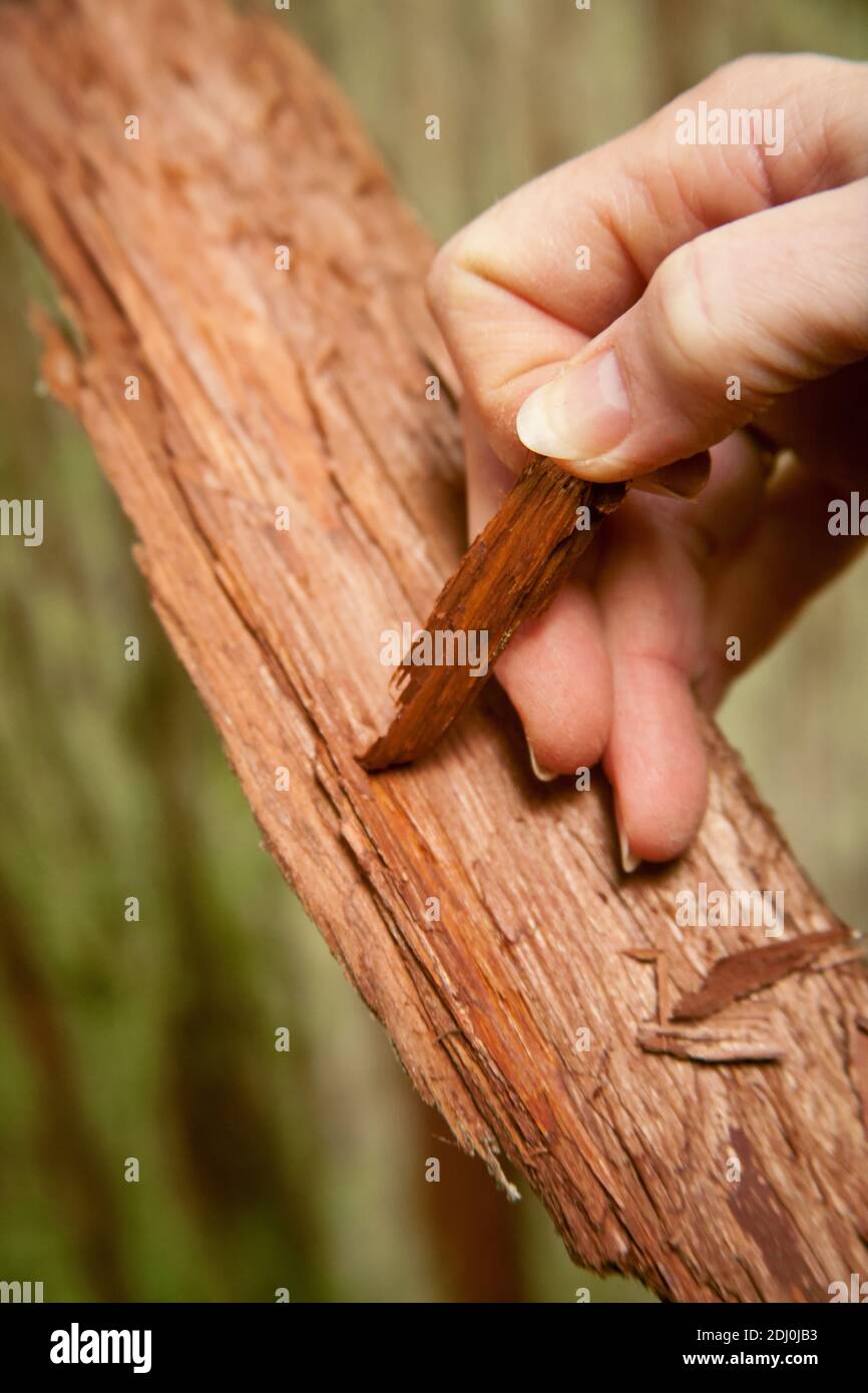 Issaquah, Washington, USA. Einen Streifen äußere Rinde von einem Stück westliche rote Zedernrinde schälen. Stockfoto