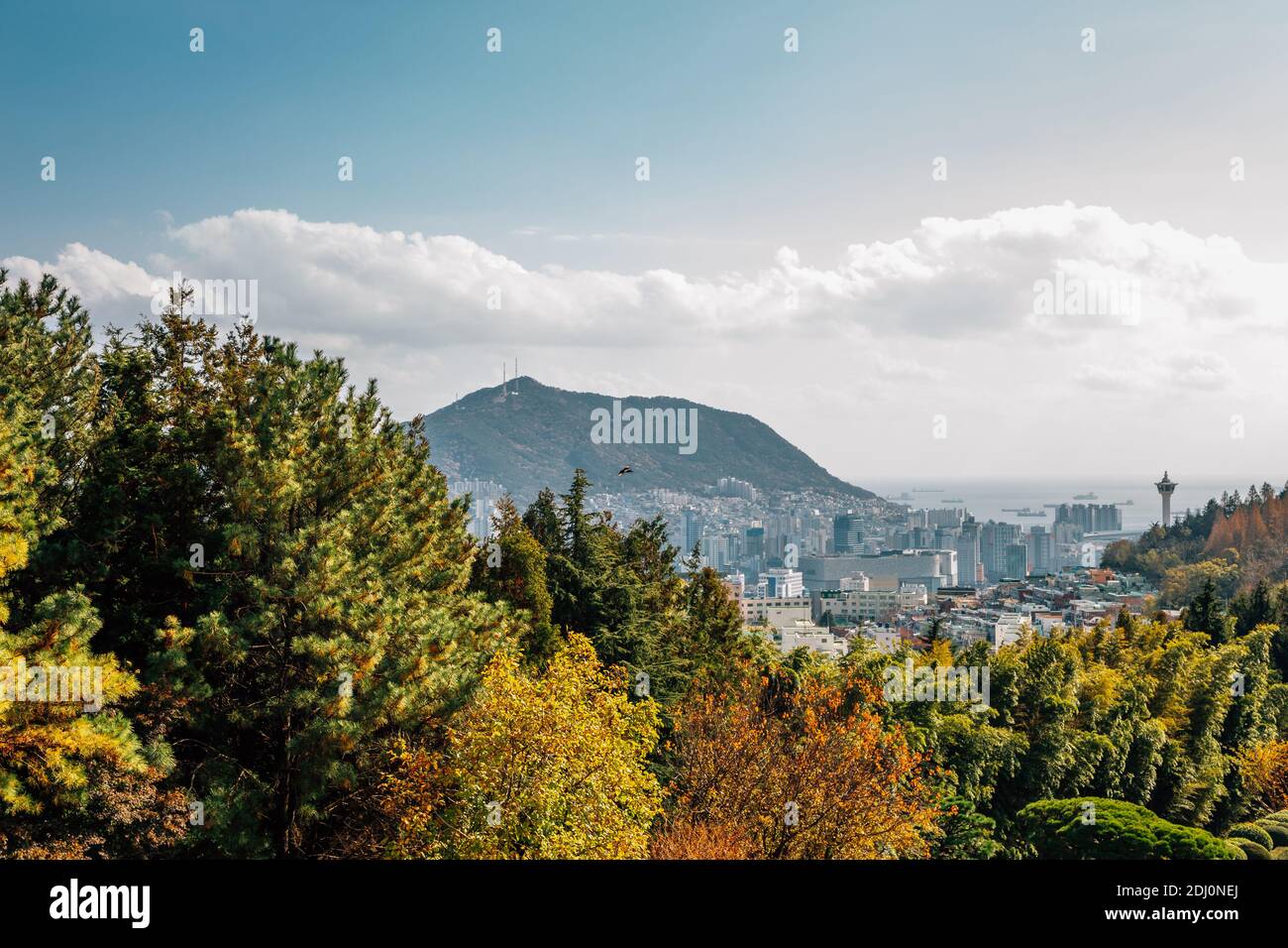 Busan Stadt- und Hafenansicht mit Herbstbäumen im Jungang Park (Daecheong Park) in Busan, Korea Stockfoto