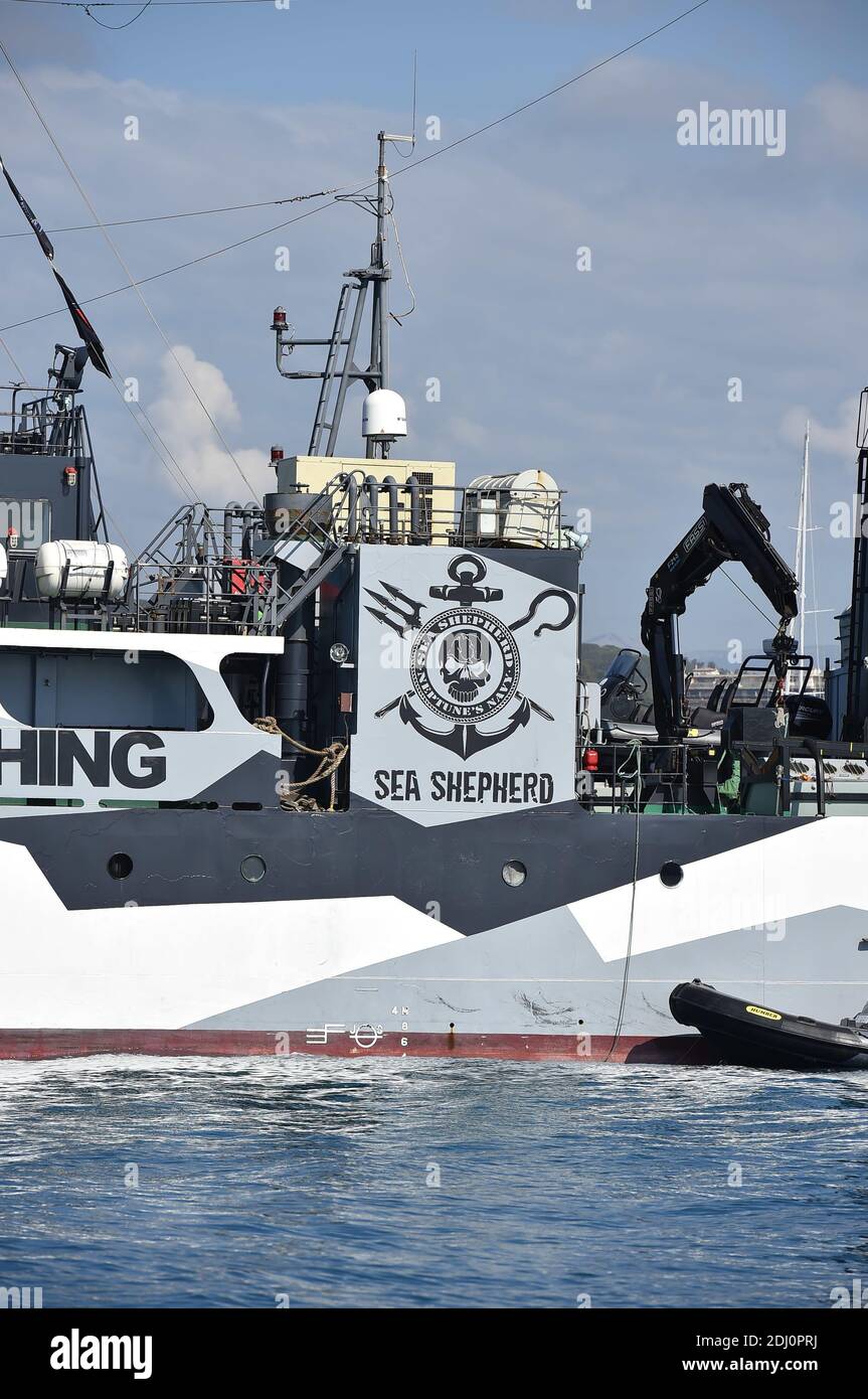 MY Sam Simon ist das vierte Schiff der Sea Shepherd Conservation Society Flotte, benannt nach dem amerikanischen Fernsehproduzenten und Schriftsteller Sam Simon, der das Geld gespendet hat, um das Schiff zu kaufen. Die Identität des Schiffs wurde geheim gehalten, um bekannt zu werden, als sie 2012 die japanische Walfangflotte traf, wurde aber identifiziert, als ihre Registrierung auf der Liste der registrierten Schiffe der Australian Maritime Safety Authority entdeckt wurde. Sea Shepherd verwendet direkte Aktionstaktiken, um das Meeresleben zu schützen. Die Organisation wurde 1977 unter dem Namen Earth Force Society von Paul Watson, einem ehemaligen Mitglied von Greenpeac, gegründet Stockfoto