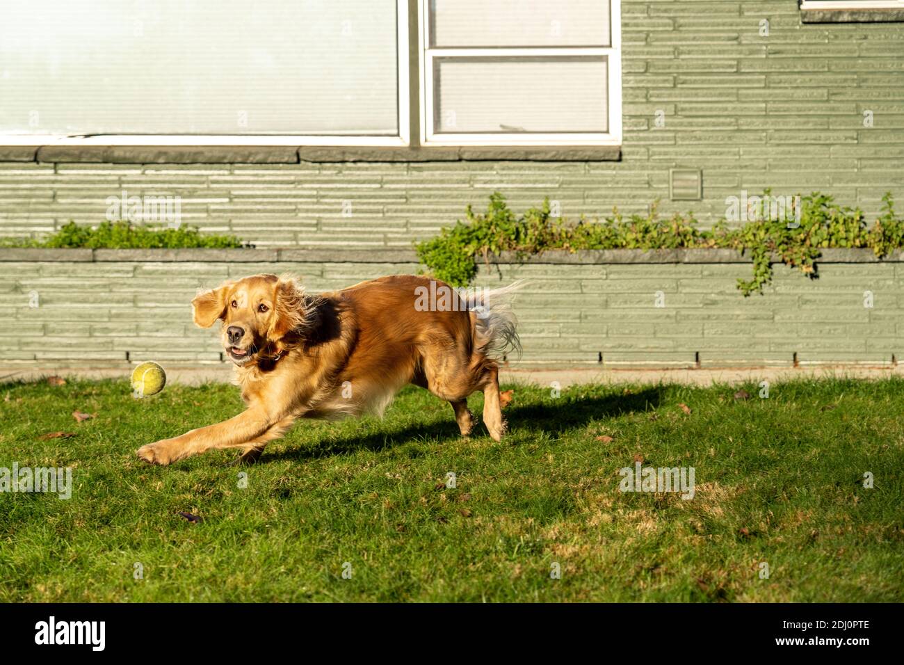 Issaquah, Washington, USA. Aspen, ein zweijähriger Golden Retreiver, läuft und ist dabei, einen Ball zu fangen. Stockfoto