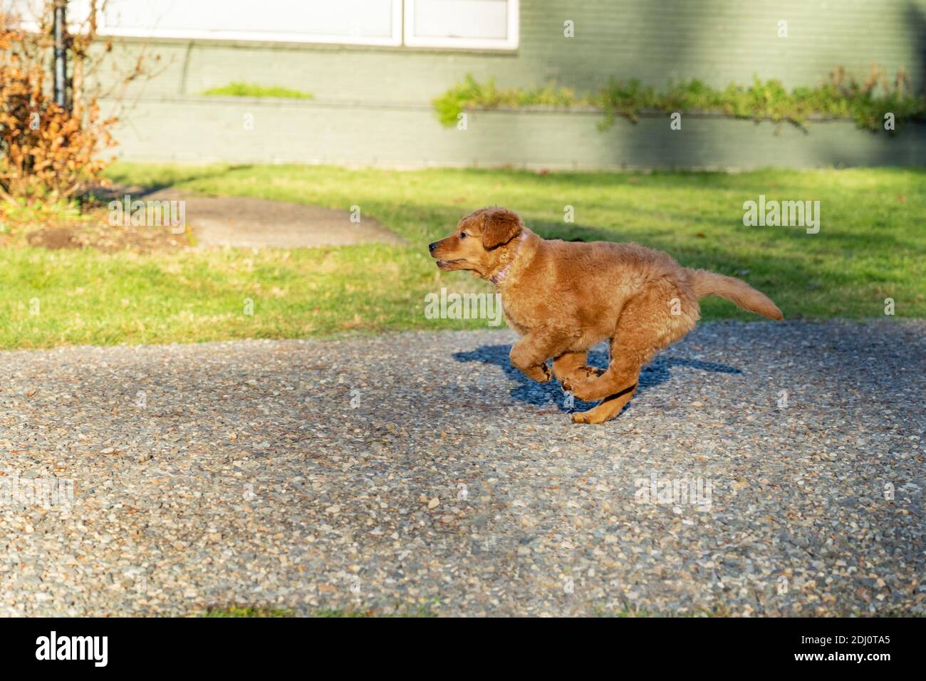 Issaquah, Washington, USA. Ahorn, eine 10 Wochen alte Red Golden Retreiver Welpe, die in ihrem Garten läuft und spielt. Stockfoto