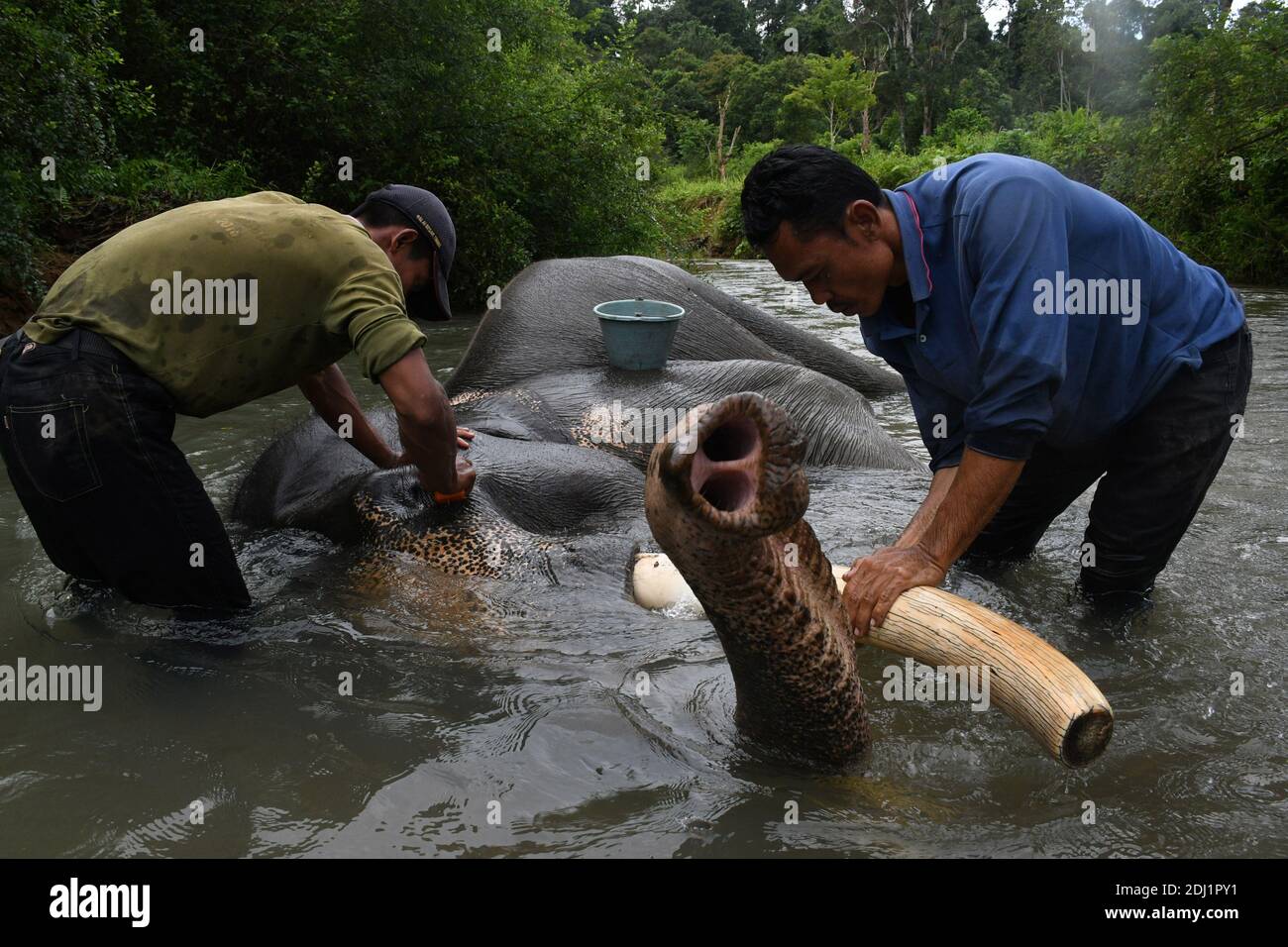 Peking, Indonesien. Dezember 2020. Ein Sumatra-Elefant wird von Trainern im Bukit Barisan Selatan National Park in Lampung, Indonesien, am 11. Dezember 2020, gebadet. Quelle: Dasril Roszandi/Xinhua/Alamy Live News Stockfoto