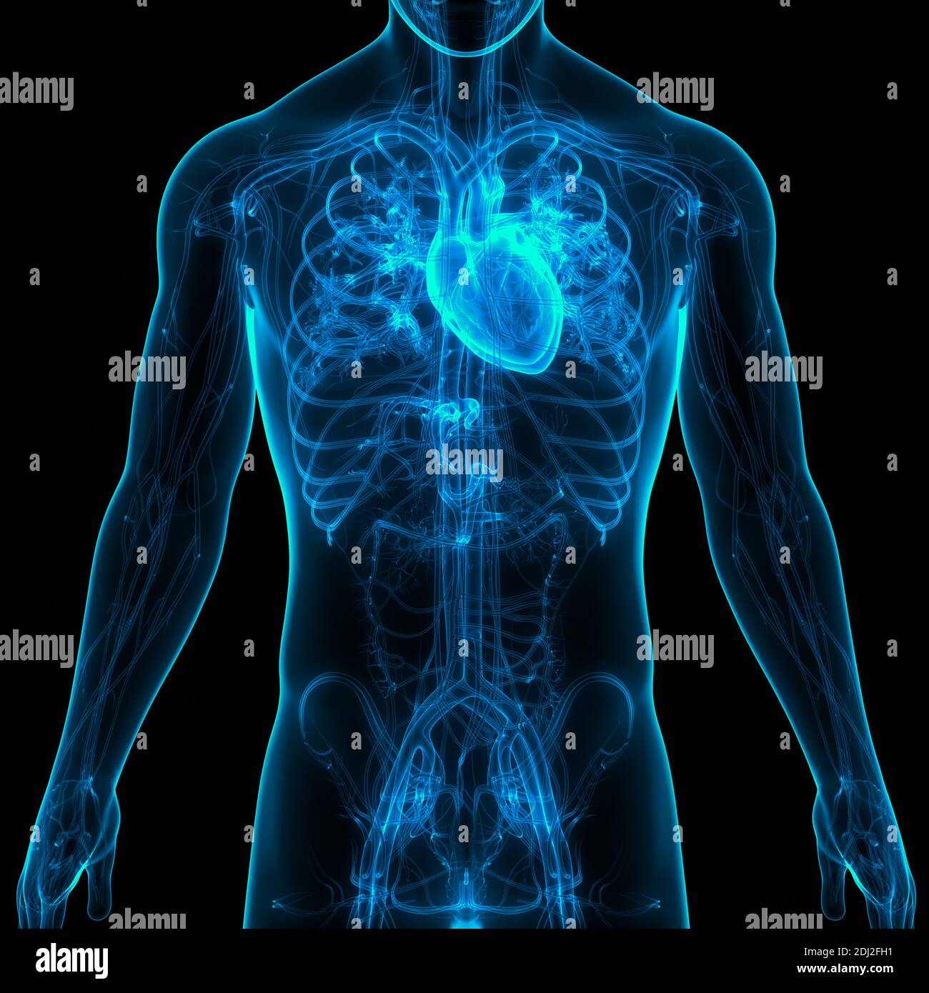 Den menschlichen Kreislauf Herz Anatomie Stockfoto