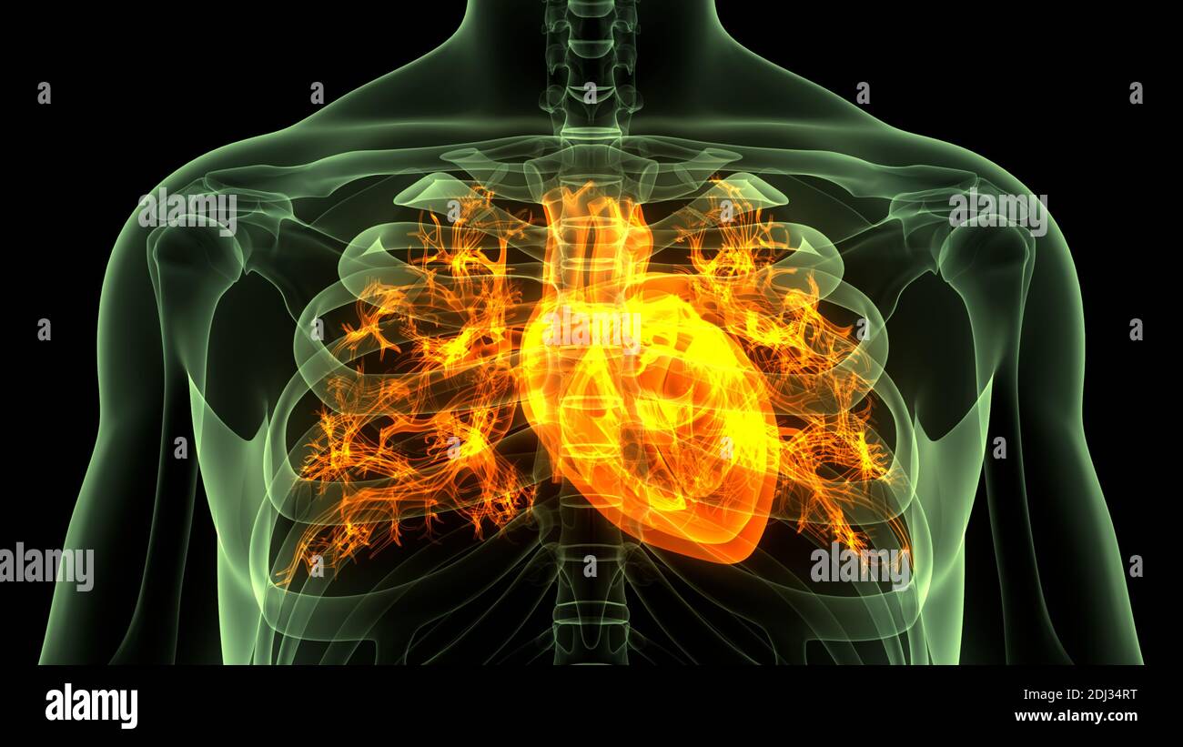 Den menschlichen Kreislauf Herz Anatomie Stockfoto