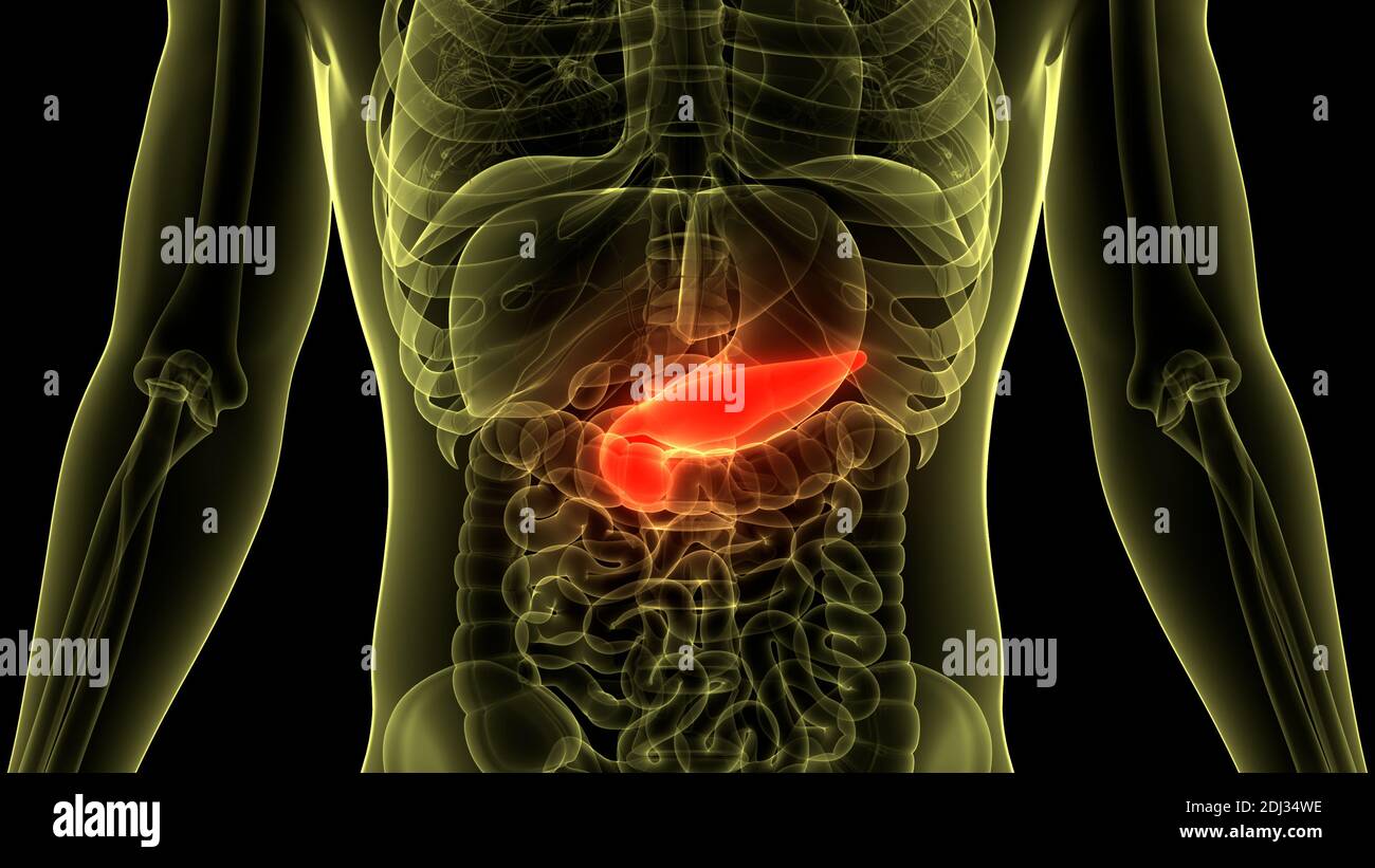 Anatomie Der Menschlichen Inneren Organpankreas Stockfoto