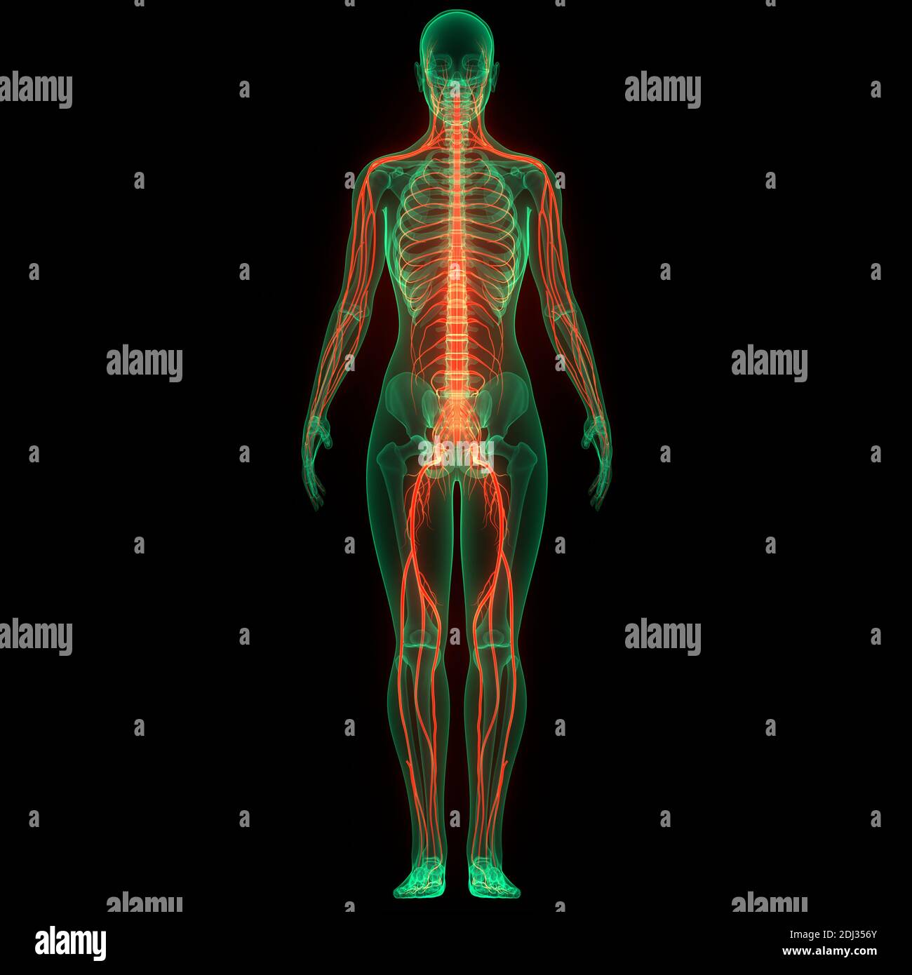 Anatomie Des Nervensystems Des Menschlichen Körpers Stockfoto