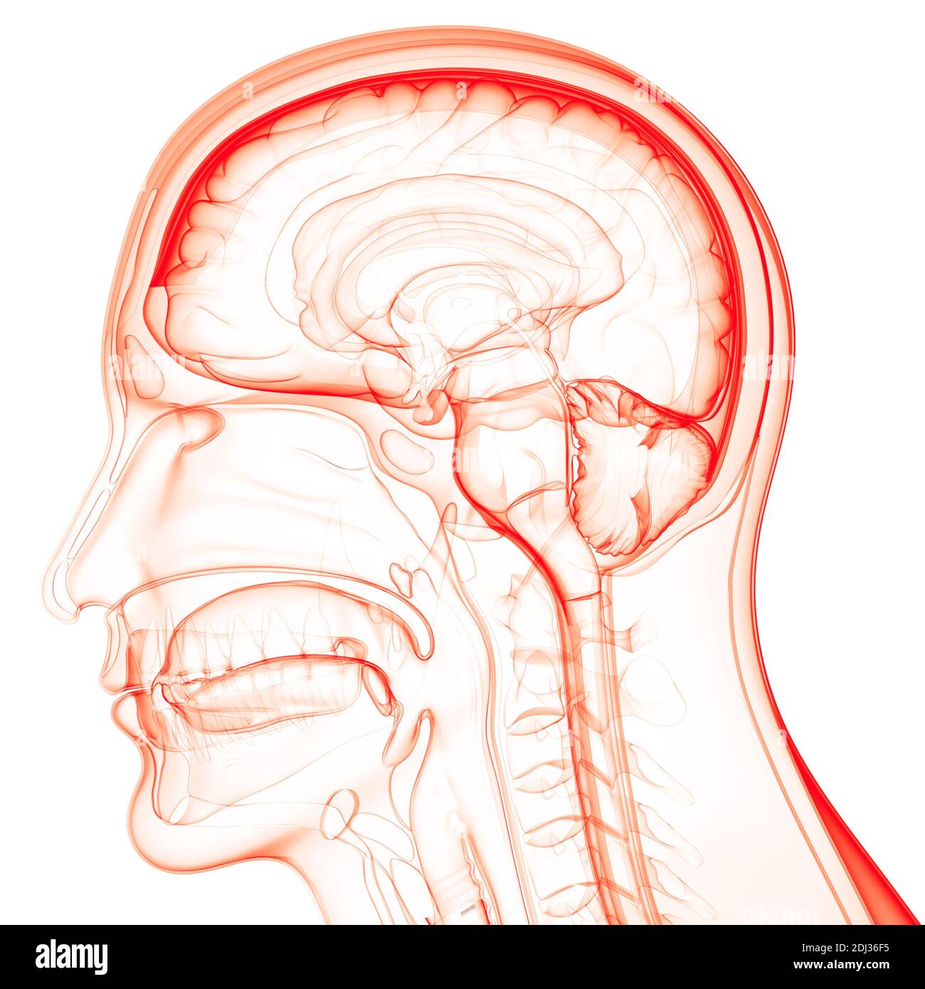 Zentrale Organ des menschlichen Nervensystems Anatomie des Gehirns Stockfoto