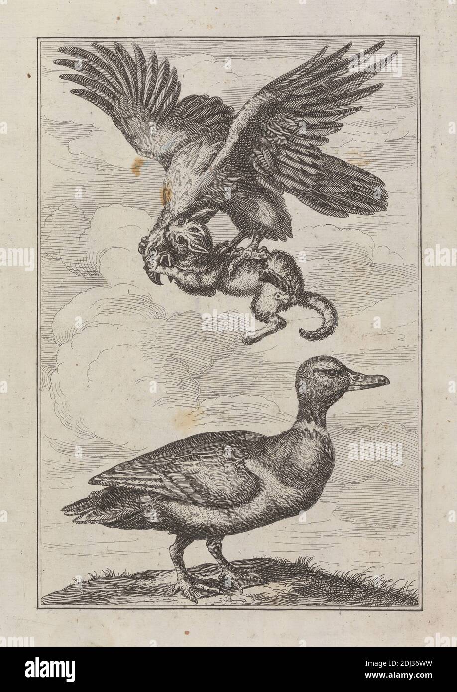 Eine Ente und ein Adler mit Beute, ein Pl. für 'EIN neues Zeichenbuch... verschiedener Vogelarten, gezeichnet aus dem Leben von Mr. Francis Barlow, 1731 (1 von 9), Druck gemacht von George Bickham, 1683/4–1758, britisch, nach Francis Barlow, ca. 1626–1704, britisch, Herausgegeben von Henry Overton, 1675/6–1751, britisch, 1731, Radierung auf mittlerem, glattem, cremefarbenem Papier, Blatt: 11 3/8 x 5/16 cm (18.5 x 28.9 Zoll), Platte: 1/4 x 15.3 cm (7 18.4 x 6 Zoll) und Bild: 7 3/16 x 4 13/16 Zoll (18.2 x 12.3 cm), Tierkunst, Vögel, Katze, Wolken, Ente, Adler (Vögel), Fliegen, Gras, Kätzchen, Beute Stockfoto