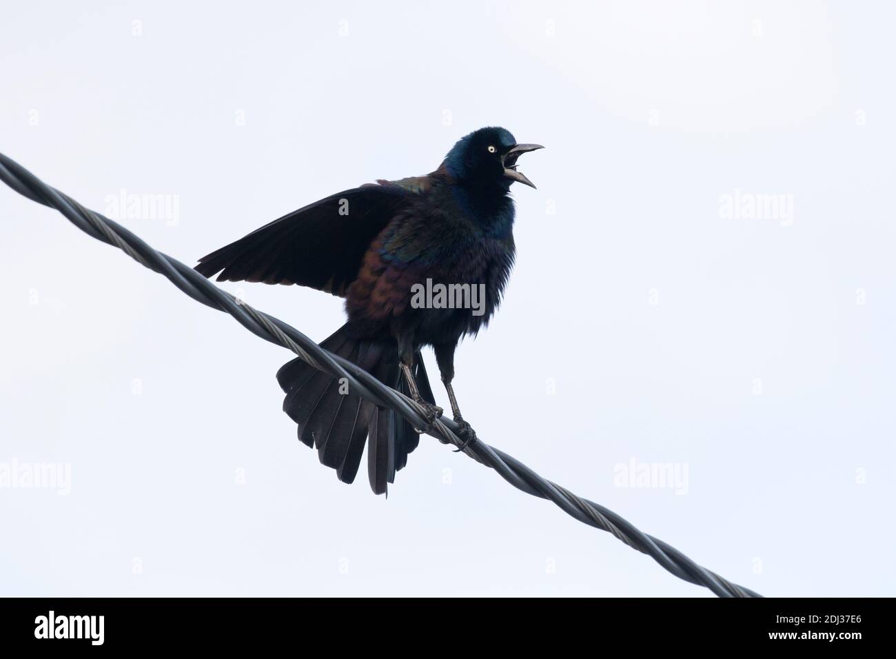 Gemeiner Grackle (Quiscalus quiscula) auf einem Draht, Long Island, New York Stockfoto