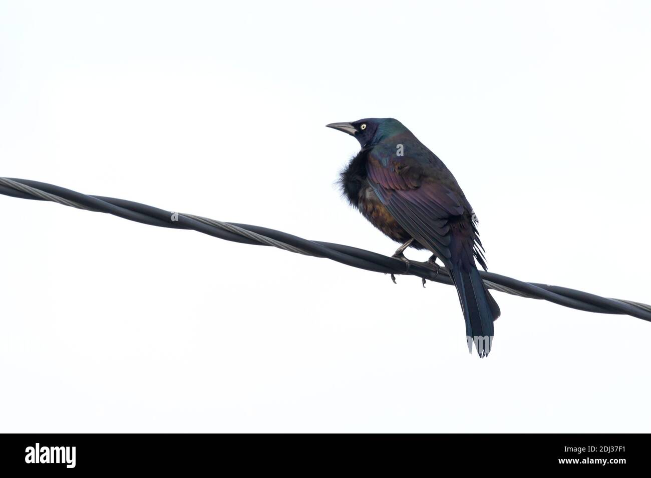 Gemeiner Grackle (Quiscalus quiscula) auf einem Draht, Long Island, New York Stockfoto