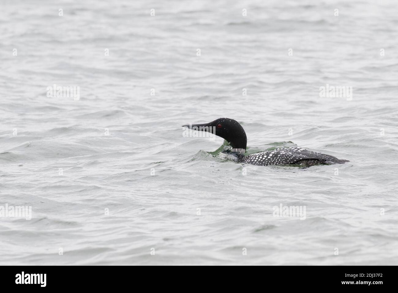 Gemeine Loon (Gavia immer) im Zuchtgefieder, Long Island, New York Stockfoto