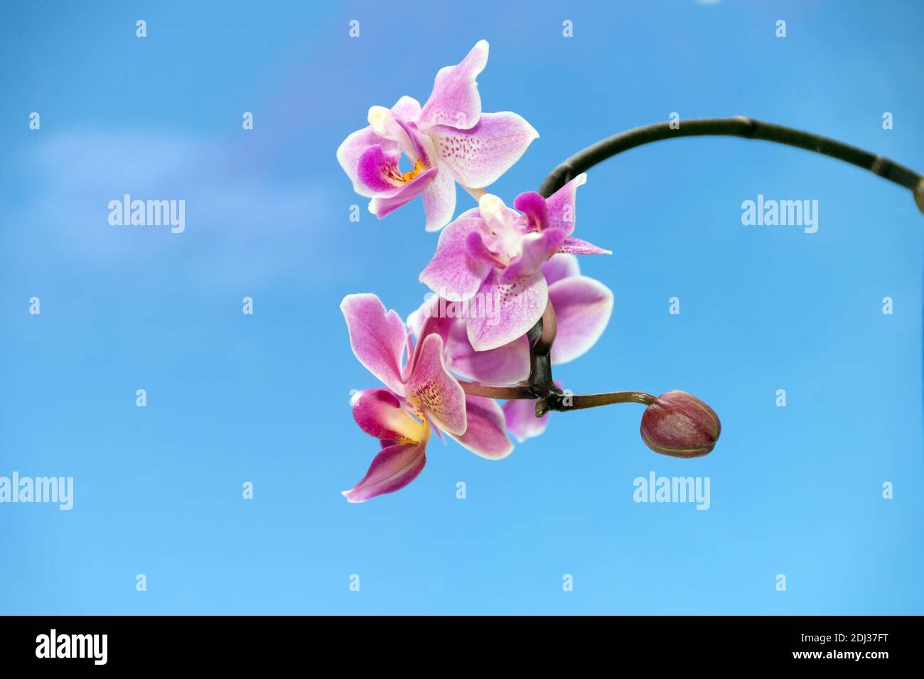 Ein Zweig mit Blumen einer Miniatur Phalaenopsis Wiener Orchidee gegen einen blauen Himmel. Stockfoto