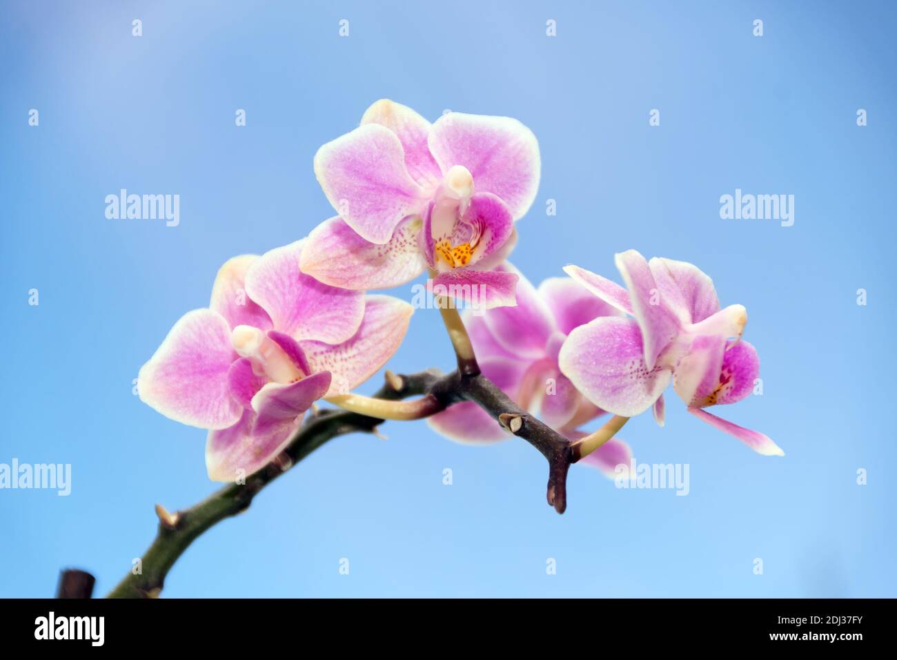 Zweig mit Blumen der Miniatur-Orchidee Phalaenopsis Wien auf blauem Hintergrund. Stockfoto