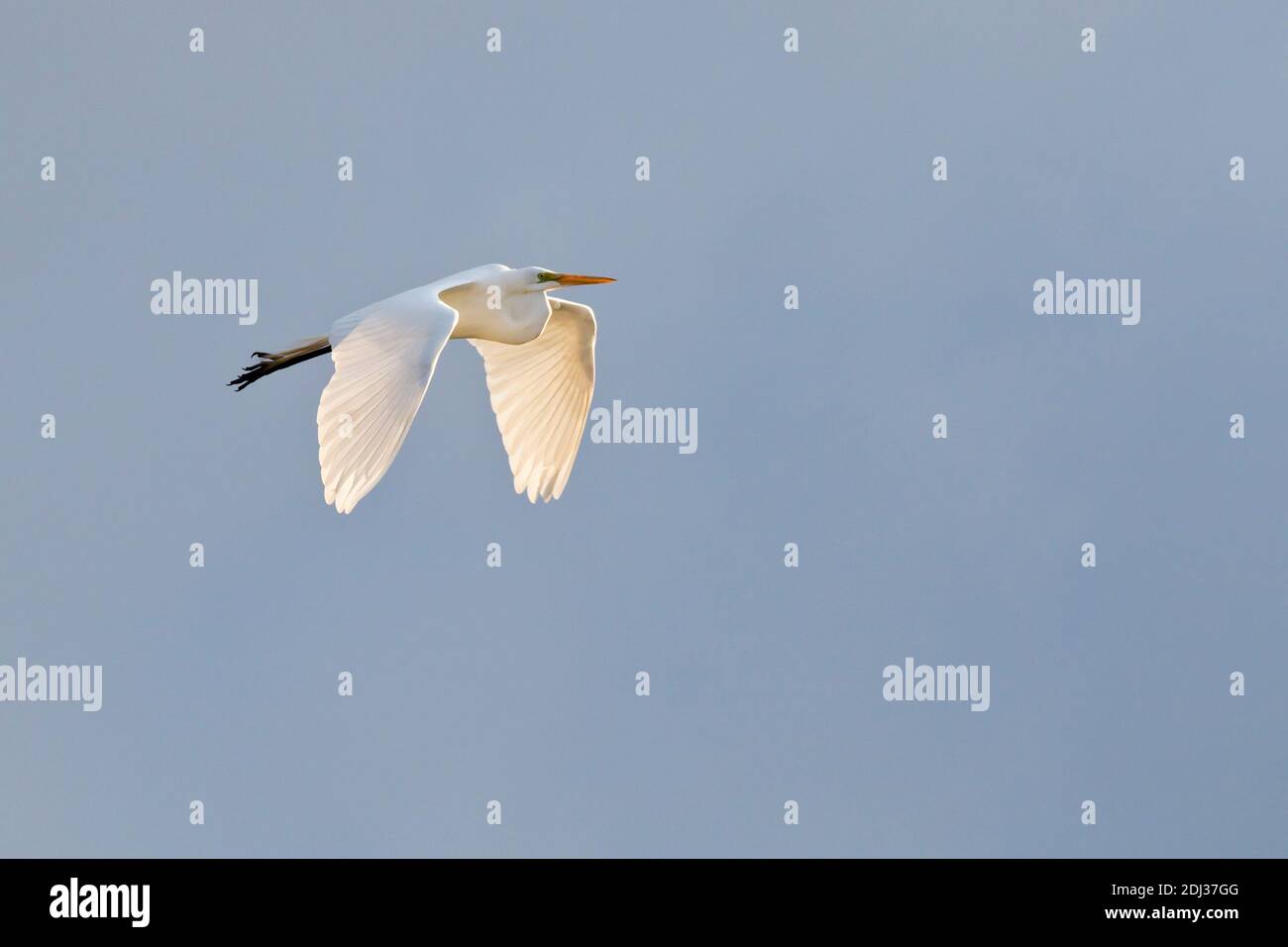 Great Egret (Ardea alba) im Flug, Long Island, New York Stockfoto