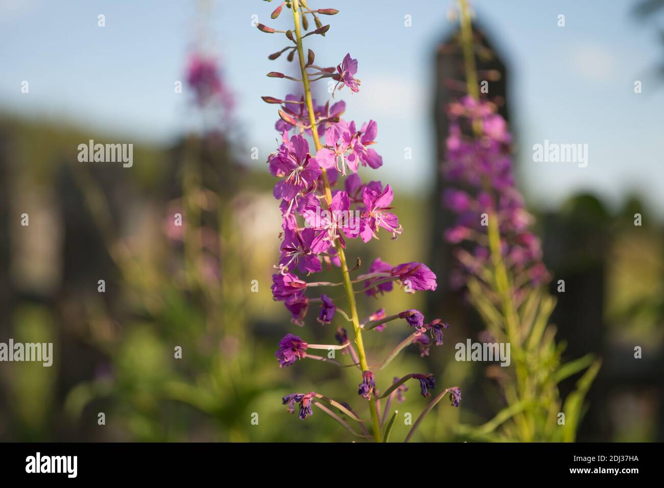 Blütenstand der rosa Blume Iwan-Tee oder Zypern schmal-blättrig oder Koporskaja Tee (Latein Chamaenergy angustifolium oder Epilobium angustifolium) blüht i Stockfoto Blütenstand der rosa Blume Iwan-Tee oder Zypern schmal-blättrig oder Koporskaja Tee (Latein Chamaenergy angustifolium oder Epilobium angustifolium) blüht i Stockfoto