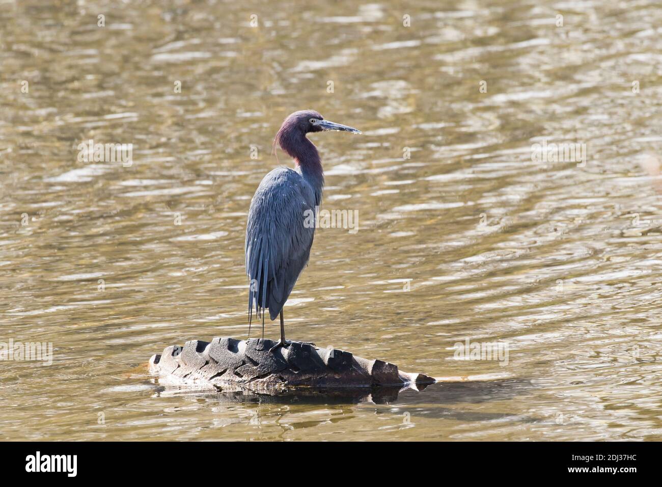 Der kleine Blaureiher (Egretta caerulea) thront auf einem weggeworfenen Autoreifen, Long Island, New York Stockfoto