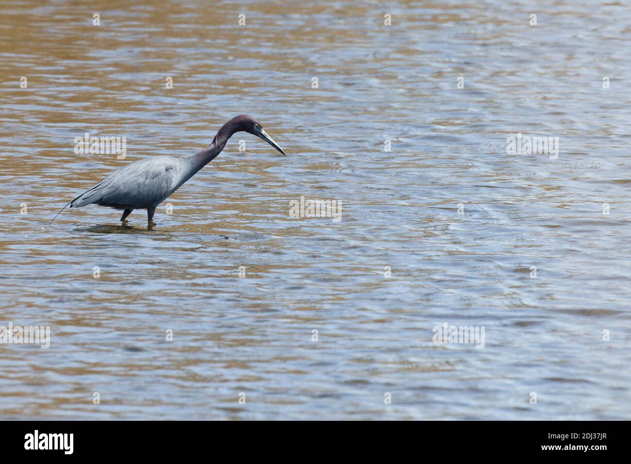 Kleiner Blaureiher (Egretta caerulea) auf der Nahrungssuche in einem Teich, Long Island, New York Stockfoto