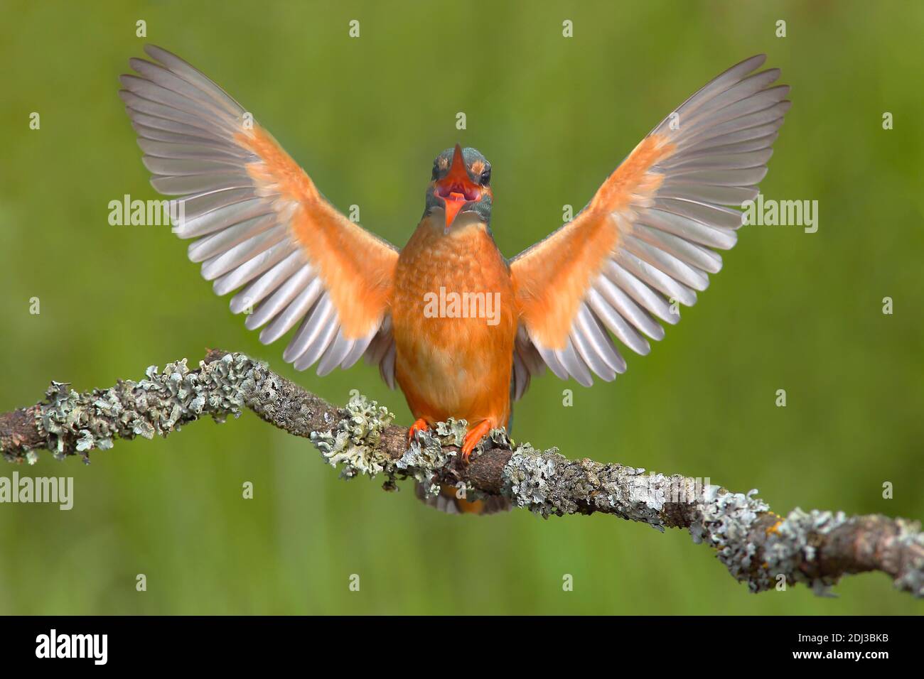 Eisvogel (Alcedo atthis) Weibchen auf Ansitzast, bedrohliche Geste, Siegerland, Nordrhein-Westfalen, Deutschland Stockfoto