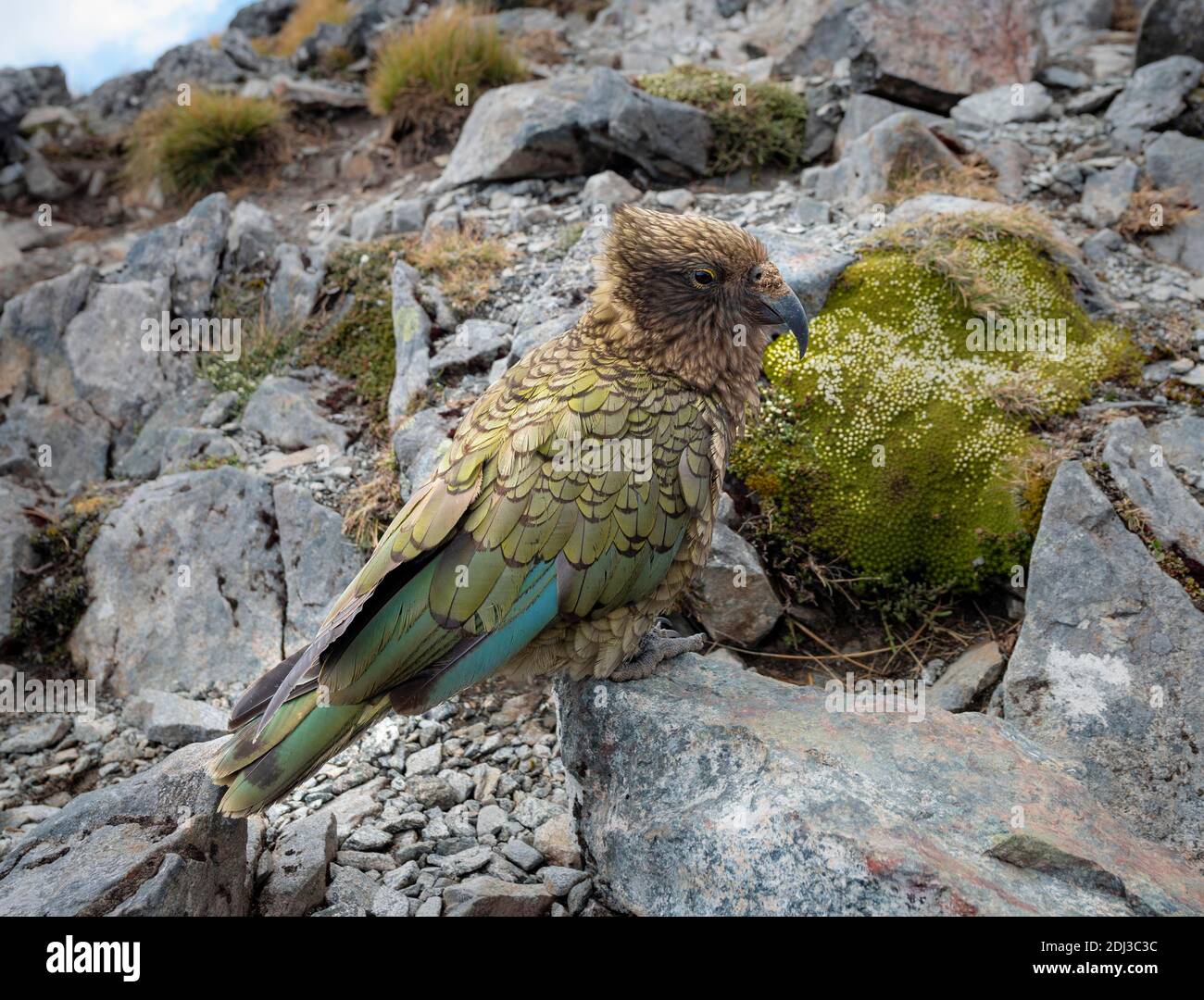 Kea (Nestor notabilis), Kea auf Felsen sitzend, Kepler Track, Fiordland National Park, South Island, Neuseeland Stockfoto