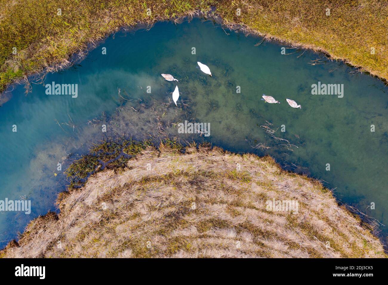 Naturverlauf der Zellerache vom Irrsee mit Schwäne, Nasswiese, von oben, Drohnenaufnahme, Luftaufnahme, Mondseeland, Salzkammergut Stockfoto