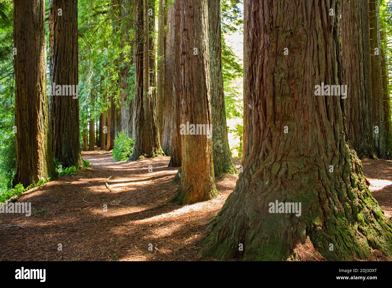 Verloren im Wald Stockfoto