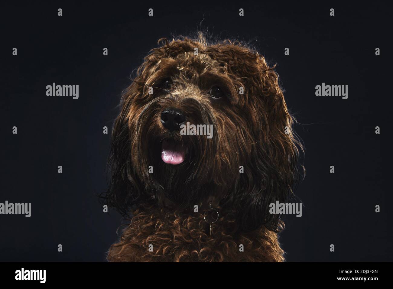 Spanischer Wasserhund Stockfoto