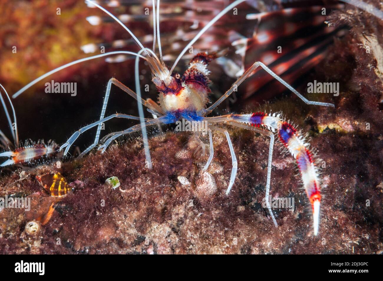 Gebänderter Reiniger Garnelen, Stenopus hispidus, Tulamben, Bali, Indonesien Stockfoto