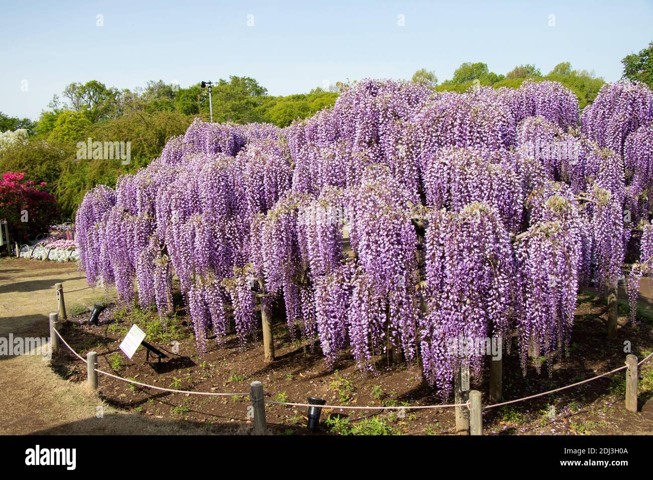 29. April 2019 Ashikaga, Japan : Blhen von lila Farbe Wisteria Baum im  Ashikaga Park, Tochigi perfecture, Japan Stockfotografie - Alamy