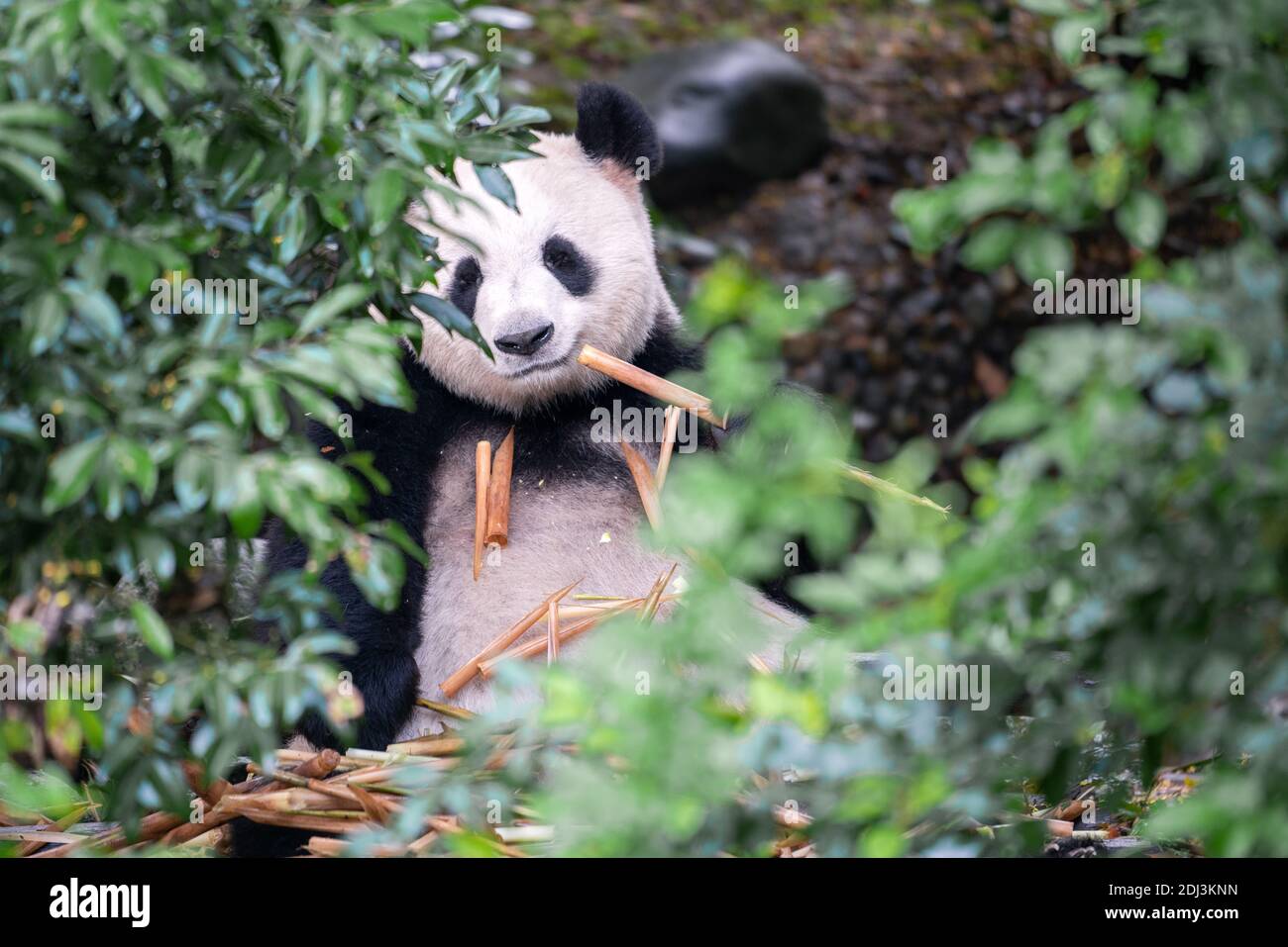 CIANT Panda (Ailuropoda melanoleuca) beim Essen von Bambus Stockfoto