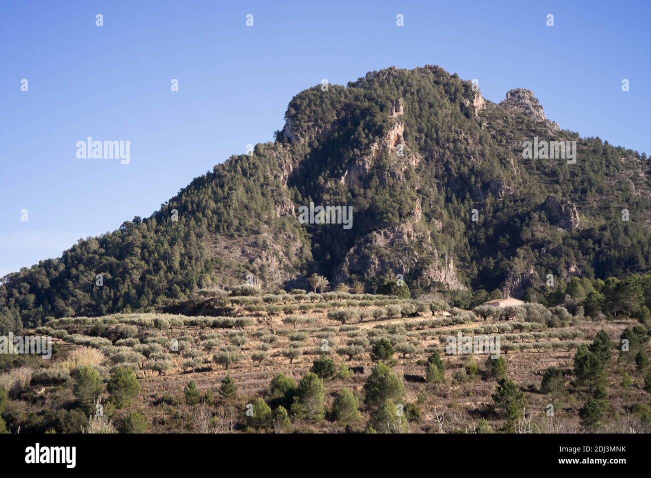 Ein Olivengarten am Fuße eines Berges Stockfoto
