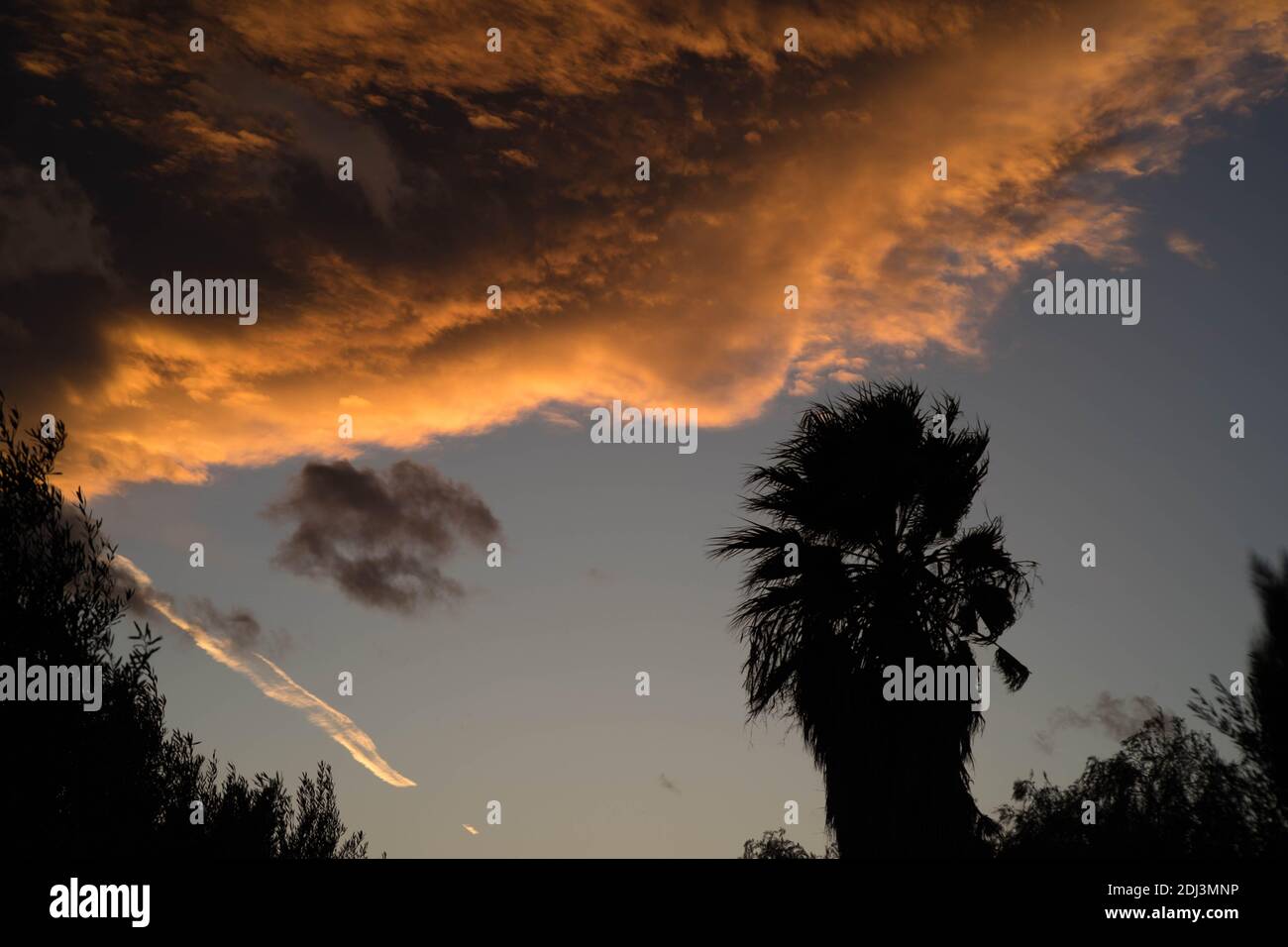 Eine Silhouette einer Palme gegen den Sonnenuntergang Himmel Stockfoto