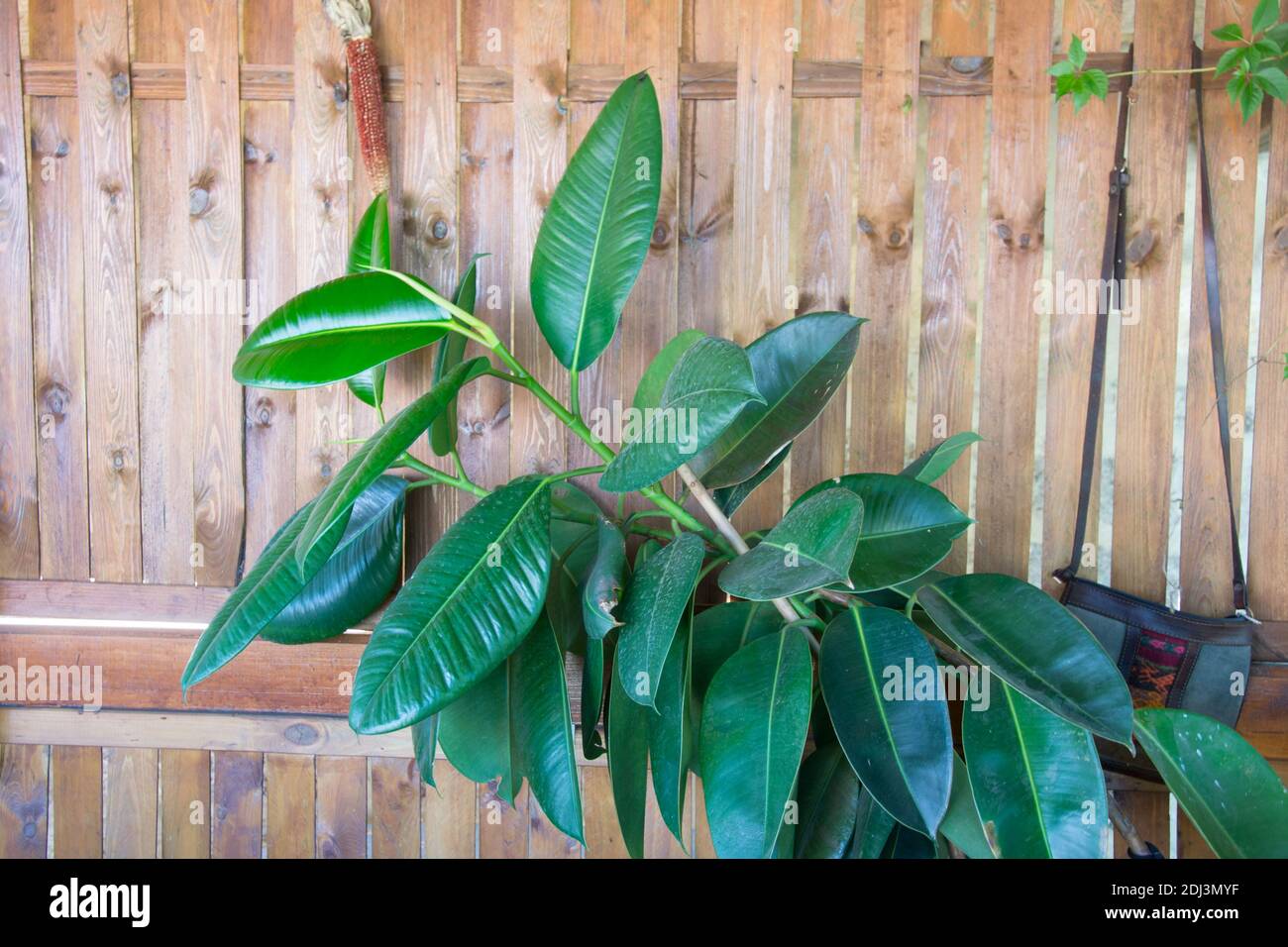 Nahaufnahme von grünen Blättern der Ficus-Pflanze, auf Holzwand Hintergrund. Ficus elastica Pflanze. Zimmerpflanzen im Topf, ficus benjamina, Feigenbaum, indischer ru Stockfoto