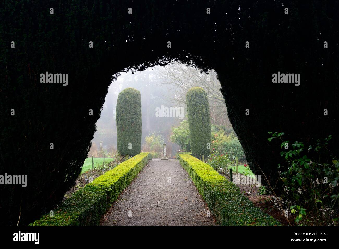 Eibensäulen, Eibenbogen, Eibentopiary, Box Hecke, formale Gärten, Eibengartenfunktion, Gartenfunktionen, Winter, Nebel, neblig, Winter Gartenarbeit, Altamont Gärten, Corona Stockfoto