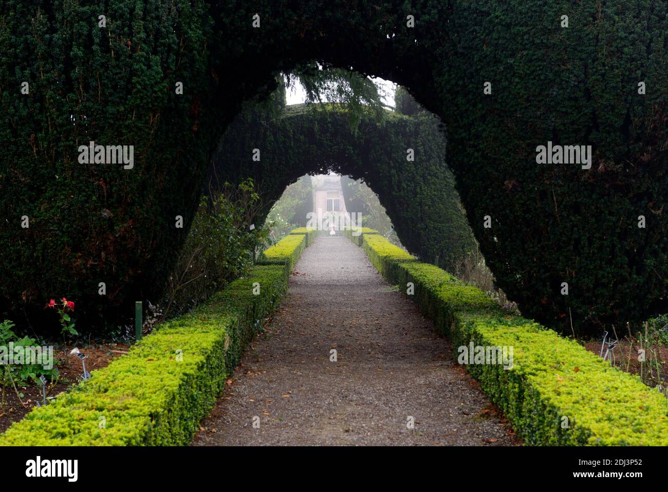 Eibensäulen, Eibenbogen, Eibentopiary, Box Hecke, formale Gärten, Eibengartenfunktion, Gartenfunktionen, Winter, Nebel, neblig, Winter Gartenarbeit, Altamont Gärten, Corona Stockfoto