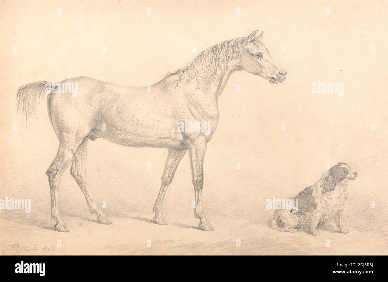 Portraits of a Grey Horse and a Black and White Spaniel, The Property of the Right Honorable C. Arbuthnnot, Esq., M.P., unknown artist, zugeschrieben James ward, (trägt Unterschrift), 1769–1859, British, 1822, Graphit auf sehr dickem, glattem, cremefarbenem, gewobtem Kartenpapier, Blatt: 11 × 16 5/8 Zoll (27.9 × 42.2 cm), Tierkunst, Pferd (Tier), Spaniel, Sportkunst Stockfoto