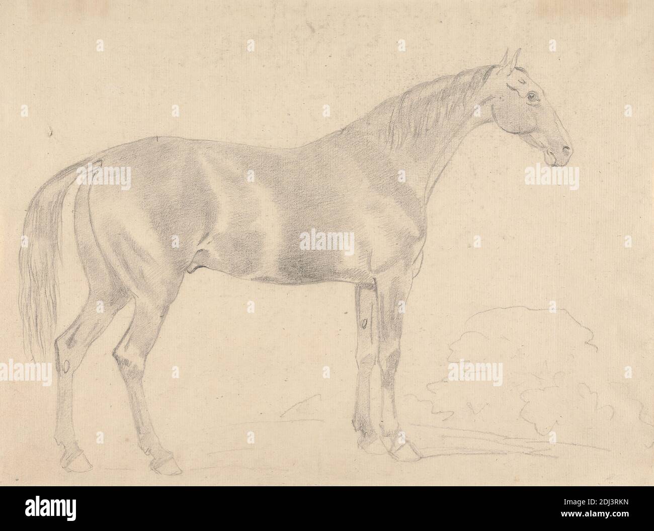 A Horse, Facing Right, Sawrey Gilpin, 1733–1807, britisch, undatiert, Graphit auf Medium, mäßig strukturiert, beige, Papier gelegt, Blatt: 10 × 13 3/8 cm (34 × 25.4 Zoll), Tierkunst Stockfoto