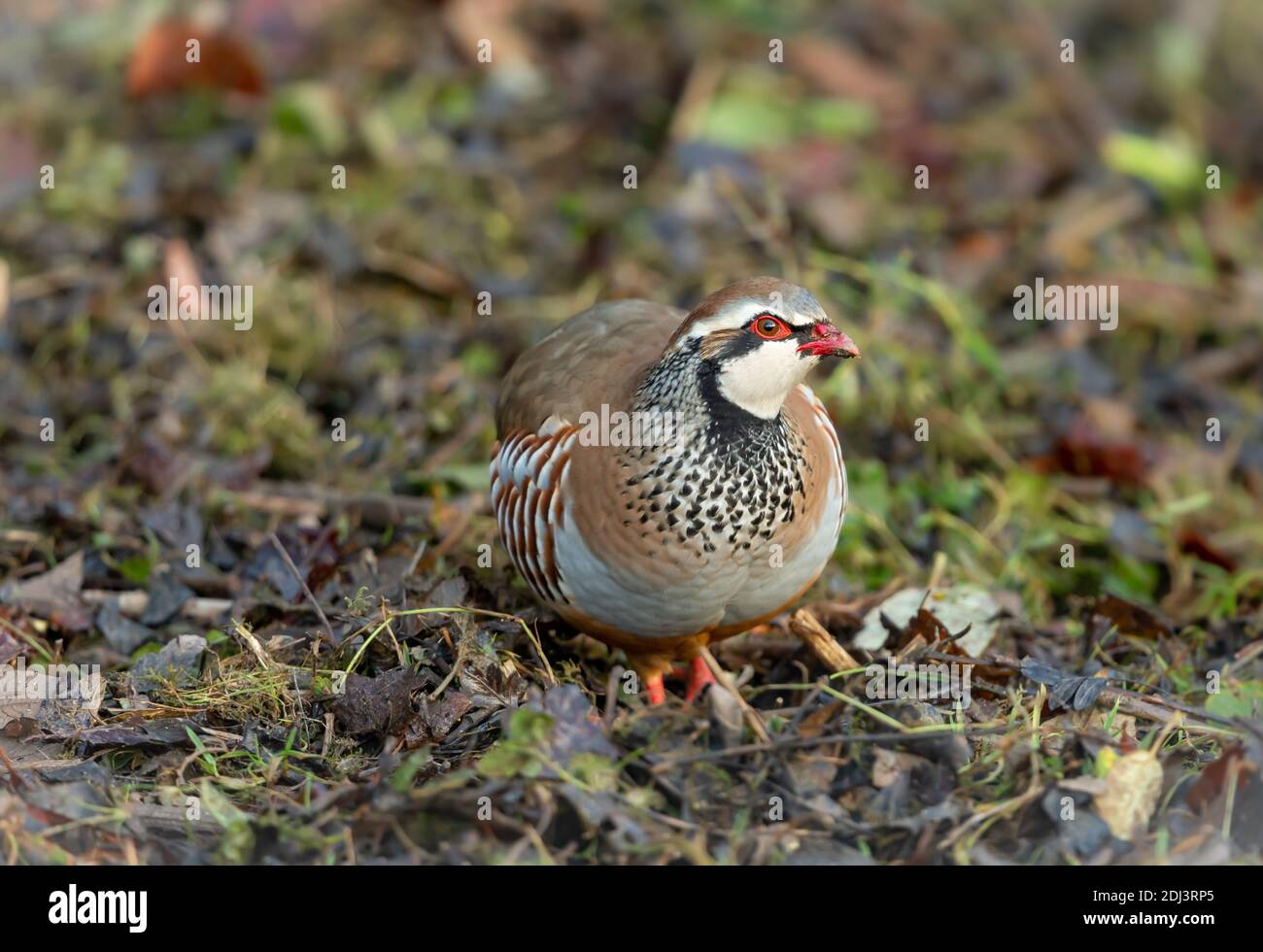 Rebhuhn, Wissenschaftlicher Name: alectoris rufa. Rotbeinige oder Französisch Rebhuhn im Winter, Nahrungssuche in natürlichen landwirtschaftlichen Lebensraum mit Herbstblättern Stockfoto