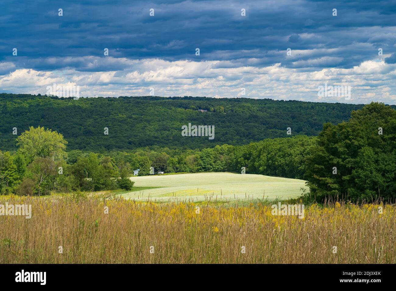 Ein Feld mit Kleeblüten, umgeben von einem Wald aus Bäumen, erhellt sich in der Nachmittagssonne an einem bewölkten Tag. Stockfoto