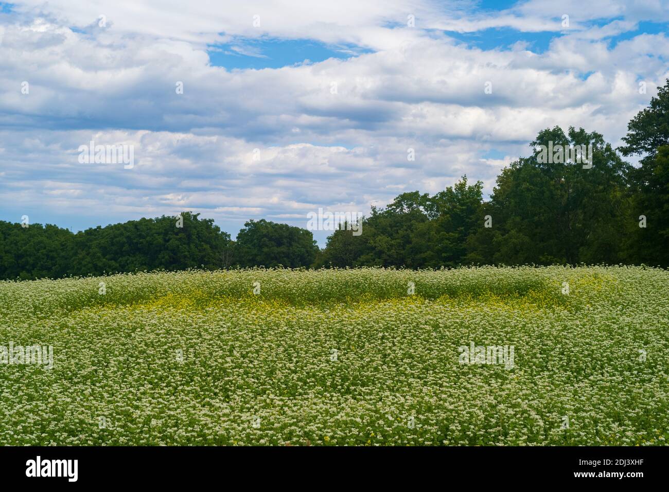 Ein Feld mit Kleeblüten, umgeben von einem Wald aus Bäumen, erhellt sich in der Nachmittagssonne an einem bewölkten Tag. Stockfoto