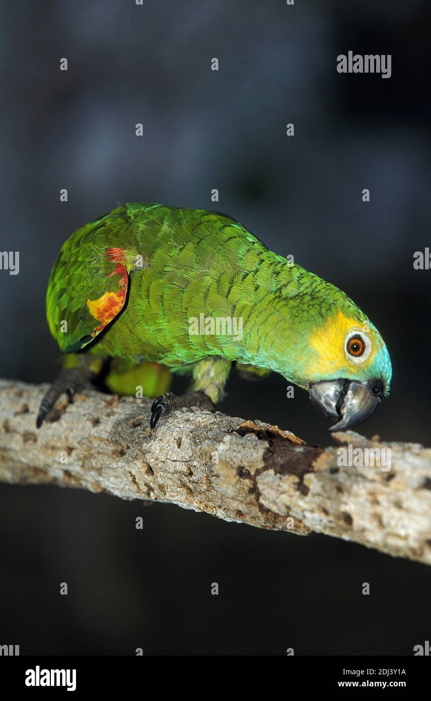 Amazonas-Papagei mit blauer oder türkisfarbener Fassade, Amazona aestiva, Erwachsener, der auf dem Zweig steht, Pantanal in Brasilien Stockfoto