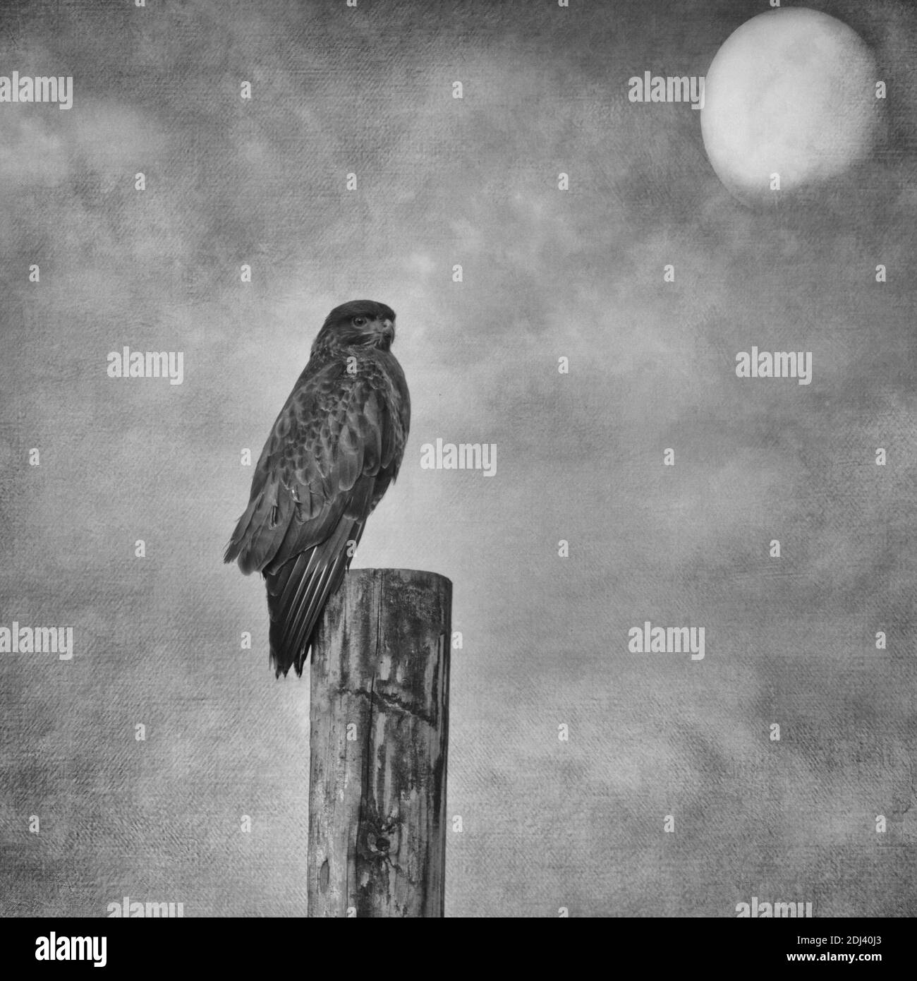 Mäusebussard Stockfoto