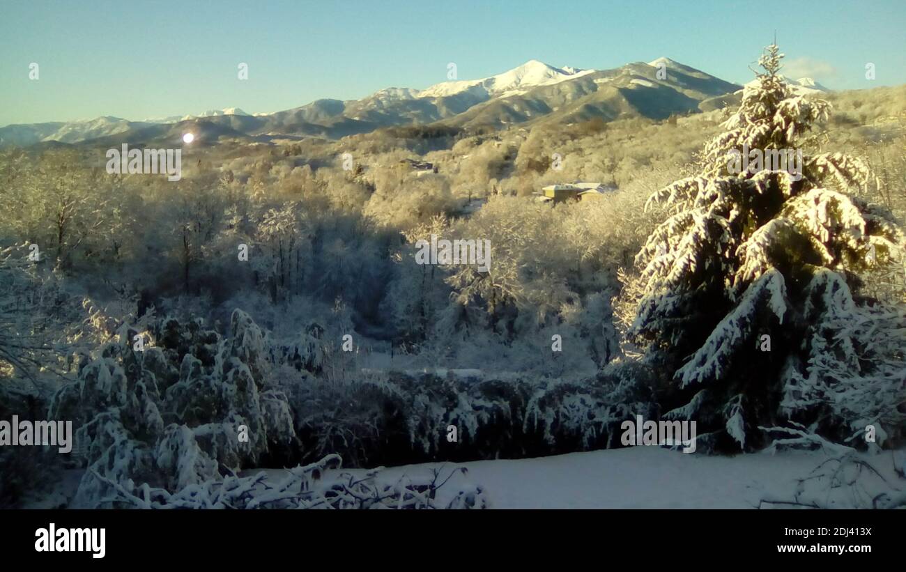 Pinien von Schnee in den italienischen Alpen in der Nähe der getünchten nationalpark gran paradiso Stockfoto