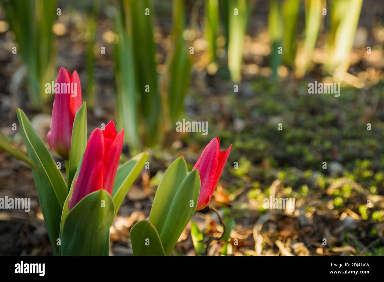 Blick auf rote Tulpenblüten, die im Garten wachsen, Frühlingstag Stockfoto