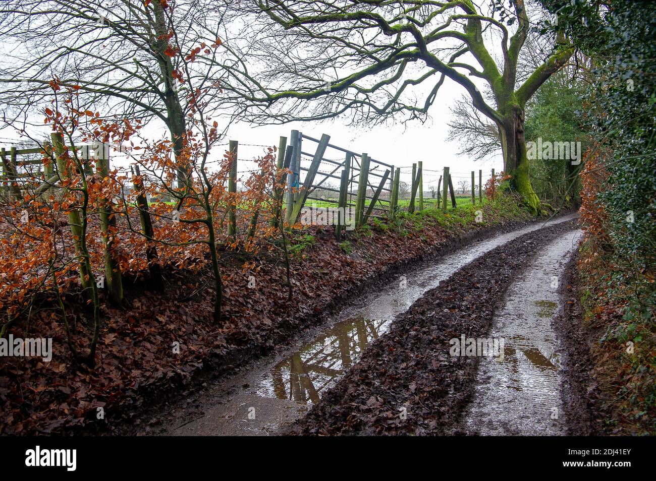 Wendover, Buckinghamshire, Großbritannien. Dezember 2020. Einheimische und Familien aus Wendover nahmen heute an einem gesellschaftlich distanzierten Spaziergang von Wendover entlang des Ridgeway zum Jones Hill Wood Teil, um das Wasser und die Wälder von Wendover zu feiern. Das HS2 High Speed Rail Projekt zerstört Teile der Chilterns AONB. HS2 hat zwangsweise einen Teil des nahegelegenen Jones Hill Wood gekauft und plant, weitere uralte Waldgebiete dort als Teil der umstrittenen Hochgeschwindigkeitsstrecke von London nach Birmingham zu zerstören. HS2 gefährdet 693 Naturgebiete, 33 SSSIs und 108 uralte Waldgebiete. Quelle: Maureen McLean/Alamy Stockfoto