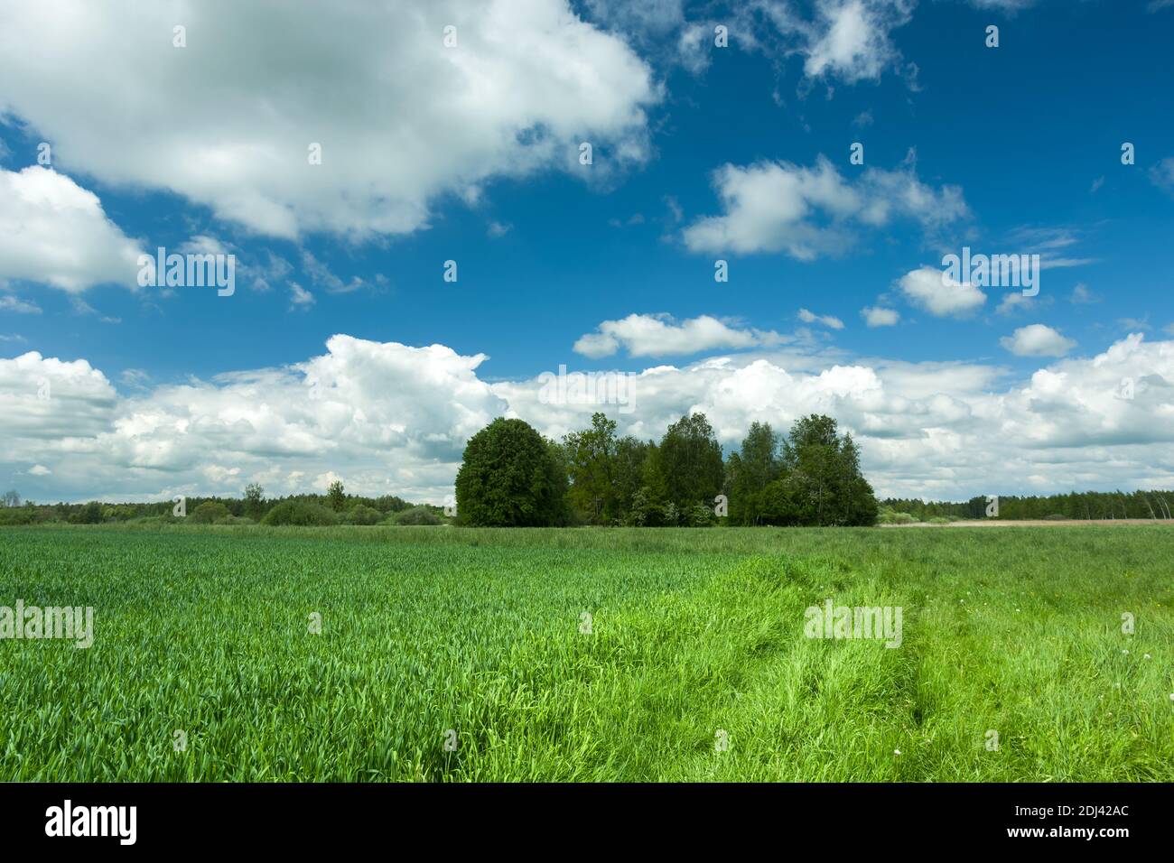 Grünes Feld, Bäume und weiße Wolken am blauen Himmel Stockfoto