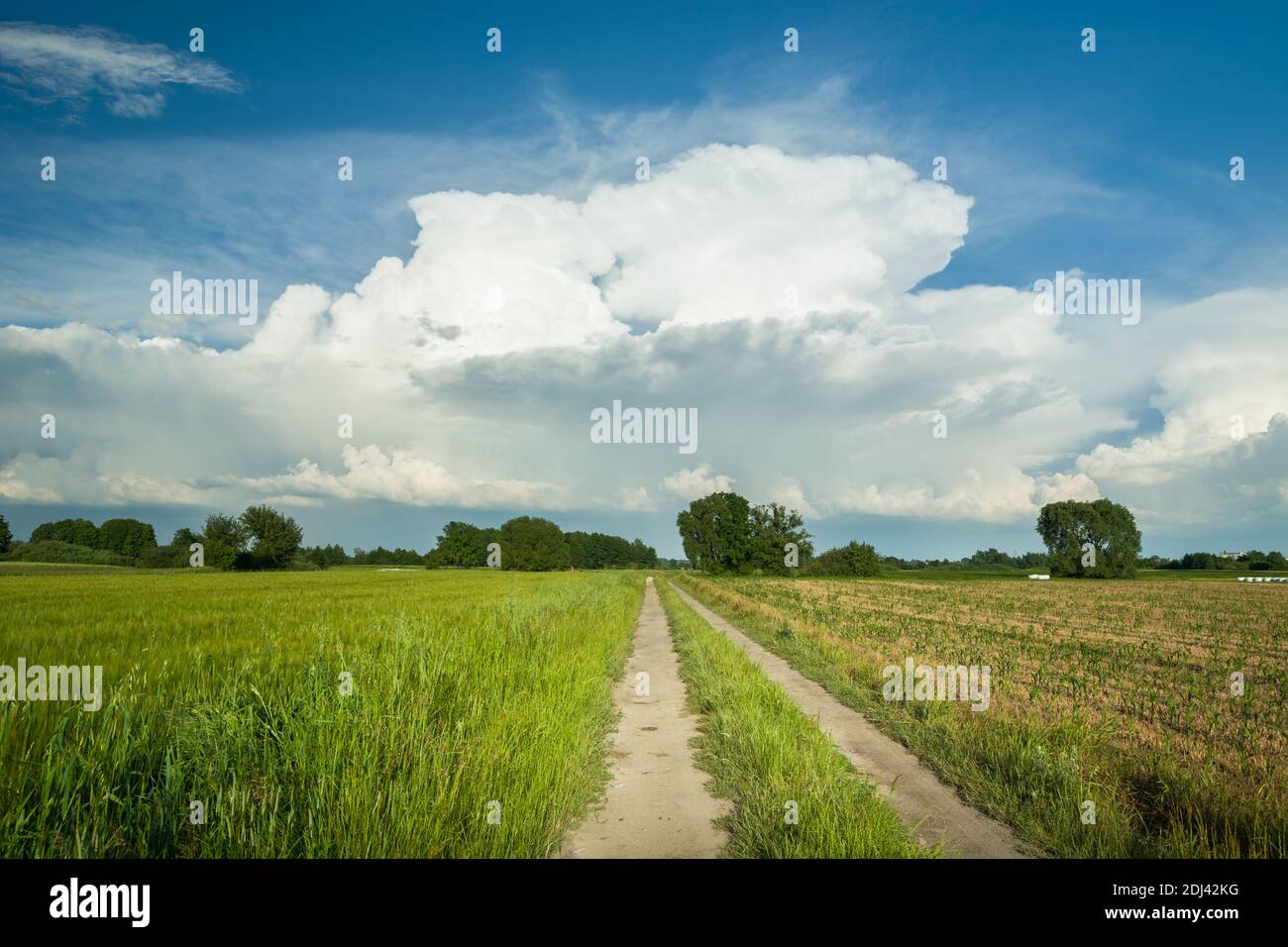 Unbefestigte Straße durch grüne Felder und eine große weiße Wolke Stockfoto