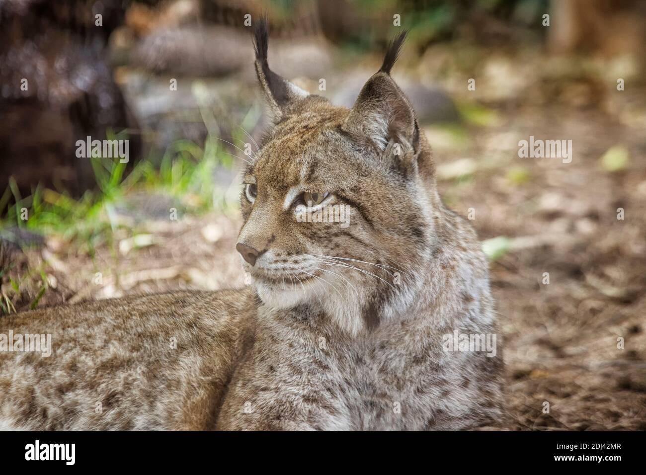 Nahaufnahme der eurasische Luchs Stockfoto